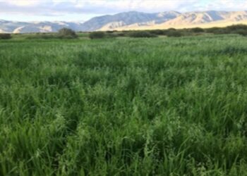 Гучин-Ус суманд малын ногоон тэжээл амжилттай тариалжээ