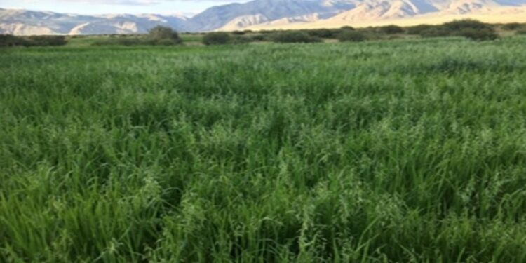 Гучин-Ус суманд малын ногоон тэжээл амжилттай тариалжээ