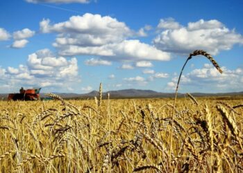 Гурилынхаа хэрэгцээг дотооддоо бүрэн хангана