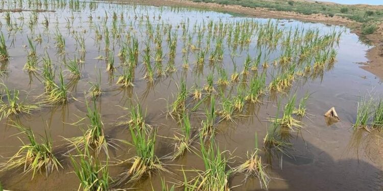 2018 оноос туршиж байж Цагаан буудайг Монголд ургуулжээ