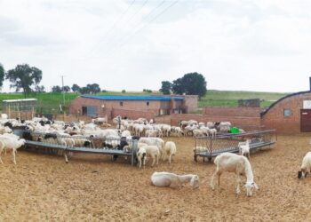 “Шимтэй бэлчээр, чанартай ноолуур” хоёр орны малчдад өгөөжөө өглөө