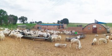 “Шимтэй бэлчээр, чанартай ноолуур” хоёр орны малчдад өгөөжөө өглөө