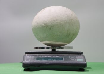 Ховд аймгийн Жаргалант сумаас эртний шувууны бүтэн өндөг олжээ