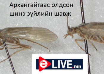 Дэлхийн ШУ-д аавынхаа нэрийг мөнхөлсөн эрдэмтэн