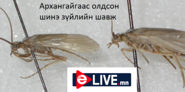 Дэлхийн ШУ-д аавынхаа нэрийг мөнхөлсөн эрдэмтэн