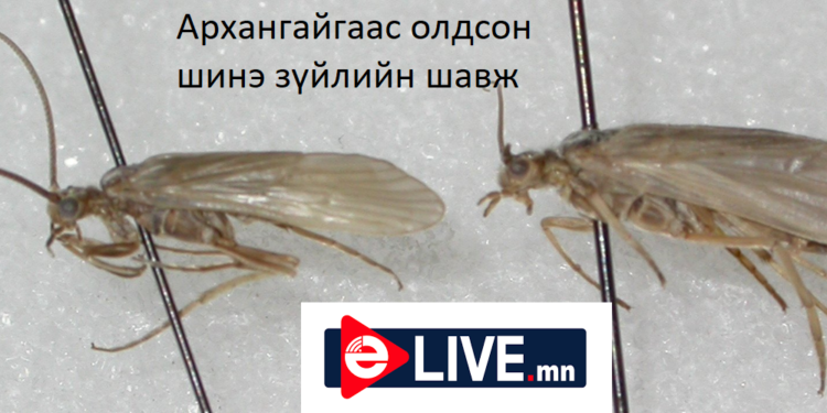 Дэлхийн ШУ-д аавынхаа нэрийг мөнхөлсөн эрдэмтэн