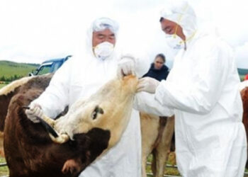 Шүлхий өвчний дэгдэлт огцом буурчээ