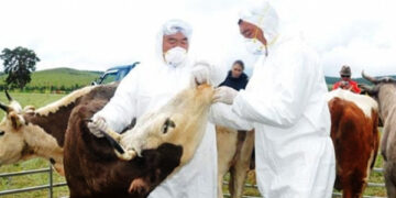 Шүлхий өвчний дэгдэлт огцом буурчээ