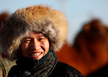 Хомтой тэмээ хөтөлсөн инженер