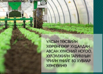 Хүнсний ногоочдод мөнгөн урамшуулал олгоно