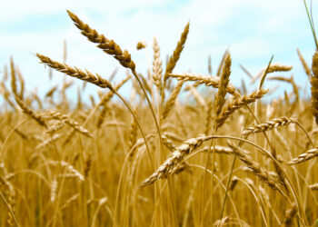 Тариаланчдаас 50.8 мянган тонн улаан буудай худалдан авч, нөөц бүрдүүлж байна