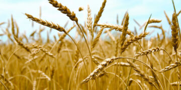 Тариаланчдаас 50.8 мянган тонн улаан буудай худалдан авч, нөөц бүрдүүлж байна