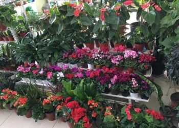 Гурван өдөр цэцгэн дунд өнжихийг урьж байна