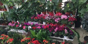 Гурван өдөр цэцгэн дунд өнжихийг урьж байна