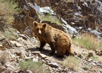 Мазаалай баавгайг үндэсний бахархалт амьтнаар зарлая, ЕРӨНХИЙЛӨГЧ ӨӨ!
