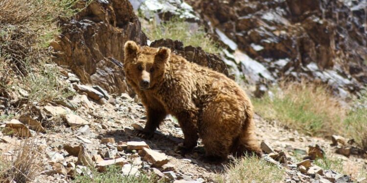 Мазаалай баавгайг үндэсний бахархалт амьтнаар зарлая, ЕРӨНХИЙЛӨГЧ ӨӨ!