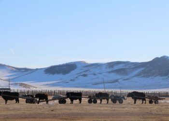 Маргааш ханш нээх өдөр