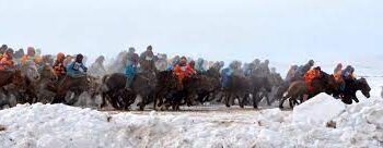 Цэвэр цусны монгол адуугаа авто машинаар байлна