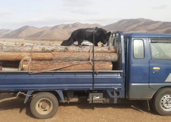 Үнэрч нохойг байгаль хамгаалахад  ашиглах туршилт эхлүүлжээ