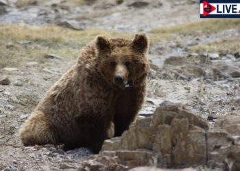 Мазаалай баавгайн бэлчээр нутагт ашиглалтын 11, хайгуулын 22 лизенз байна