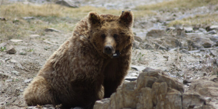 Мазаалай баавгайн бэлчээр нутагт ашиглалтын 11, хайгуулын 22 лизенз байна