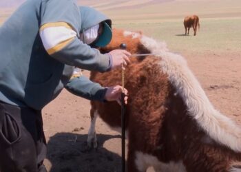 Малын үзлэг ангилалын ажил Сэлэнгэ аймгийн Орхон суманд явагдаж байна