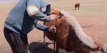 Малын үзлэг ангилалын ажил Сэлэнгэ аймгийн Орхон суманд явагдаж байна