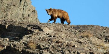 Говийн их дархан цаазат газар 51 мазаалай амьдарч байна