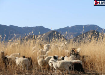 Цагаан Чулуутын домог
