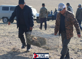 Говь-Алтай аймаг Баян-Уул суманд тарвага сэргээн нутагшууллаа