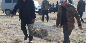Говь-Алтай аймаг Баян-Уул суманд тарвага сэргээн нутагшууллаа