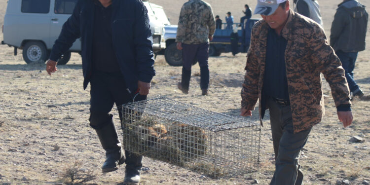 Говь-Алтай аймаг Баян-Уул суманд тарвага сэргээн нутагшууллаа