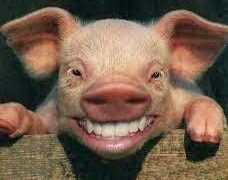 Гахай болон түүний Эрүүгийн хууль мандтугай