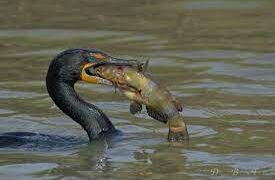 “Тураг гогой буюу хар галууны экологийн асуудал” сэдвээр олон нийтийн хэлэлцүүлэг зохион байгуулжээ