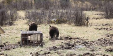 Хүрэн баавгайн гурван бамбаруушийг эх байгальд нь буцаан тавьлаа