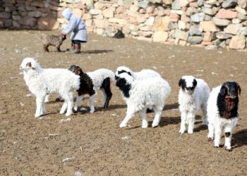 Улсын хэмжээнд 20 сая төл бойжиж байна