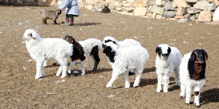 Улсын хэмжээнд 20 сая төл бойжиж байна