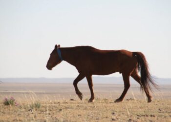 Долоон жил нутгаадаа тэмцсэн домогт ажнай Гал хүрэн