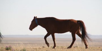 Долоон жил нутгаадаа тэмцсэн домогт ажнай Гал хүрэн