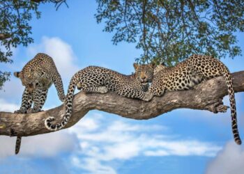 Зэрлэг амьтдын гайхалтай агшнууд