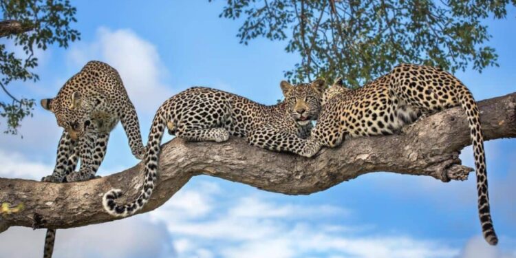 Зэрлэг амьтдын гайхалтай агшнууд