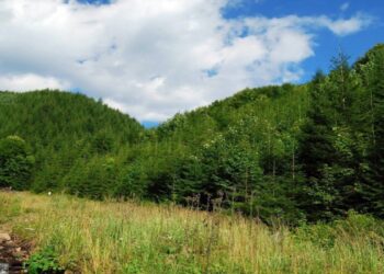 Эрвээхэй, сүх хоёрын эсрэг тэмцэл   