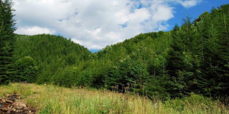 Эрвээхэй, сүх хоёрын эсрэг тэмцэл