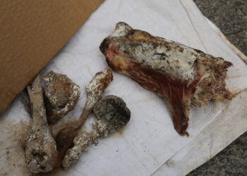 "ЭМ ДИ СИ ПИ" компанийн мах махан бүтээгдэхүүн боловсруулах үйлдвэрээс  үйлдвэрийн байранд үхсэн нохой илэрлээ