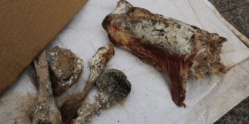 "ЭМ ДИ СИ ПИ" компанийн мах махан бүтээгдэхүүн боловсруулах үйлдвэрээс  үйлдвэрийн байранд үхсэн нохой илэрлээ