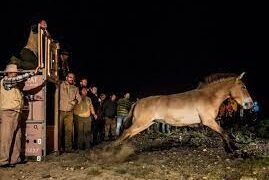 Монголд тахь сэргээн нутагшуулсны 30 жилийн ой тохиож байна