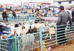 "МАЛЧИН ЗАХ" байгуулна гэлээ