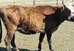 Дорнод аймагт малын гоц халдварт үхрийн арьс товруутах өвчин бүртгэгдлээ