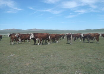 Монгол Улсыг үхрийн цээж өвчингүй, эрүүл бүс болохыг баталгаажууллаа