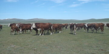Монгол Улсыг үхрийн цээж өвчингүй, эрүүл бүс болохыг баталгаажууллаа